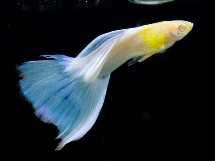 Why is My Guppy Fish Turning White? Here's What You Need to Know  

