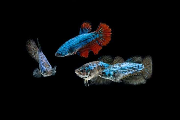 3 female betta fish