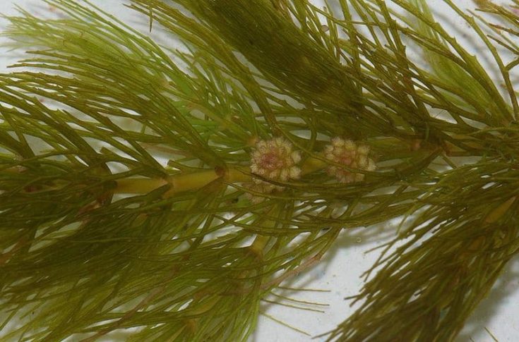 Ceratophyllum demersum (inflorescence)