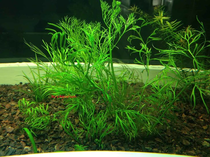 3 Water Sprite (Ceratopteris Thalictroides) Live Aquarium Stem Plant