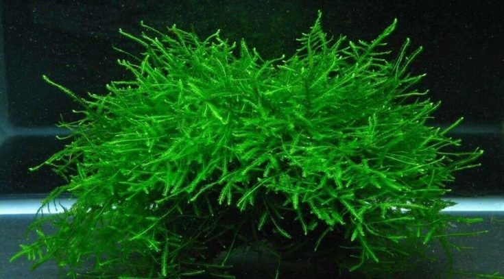 15 Aquarium Carpet Crops – For Learners & Professional Aquarists