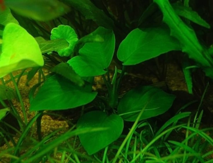 Anubias Barteri