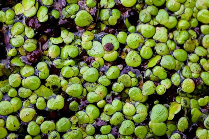 Duckweed aquarium plant.