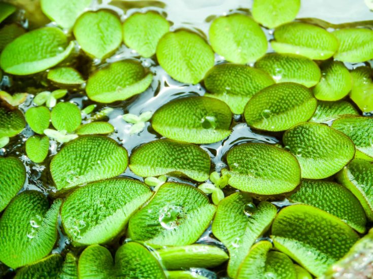 Water Spangles - little leaves of water fern floating on water surface at swamp