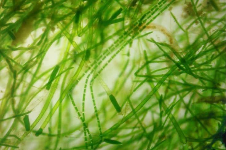 Close up shot of hair algae cell under microscope