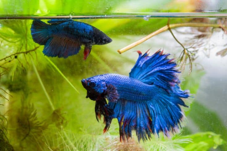 Accouplement de poissons Betta