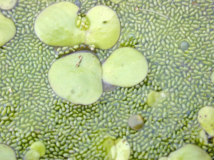 Duckweed