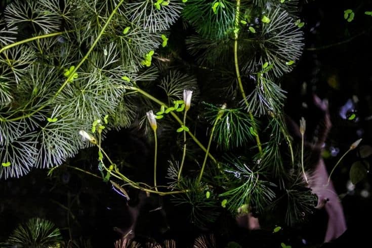 Green Cabomba aquarium plant