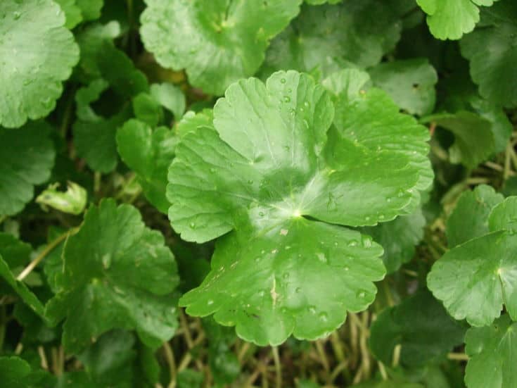 Brazilian pennywort