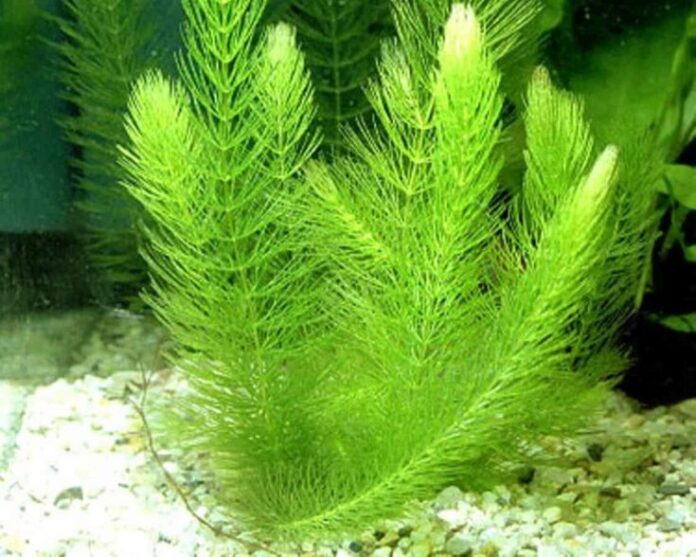 15 Aquarium Crops That Do not Want Substrate  