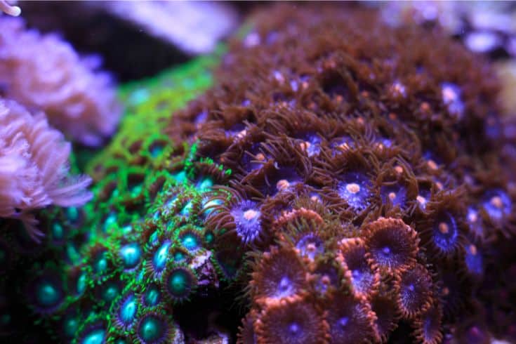 Zoanthids