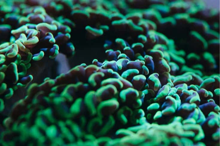 Hammer coral