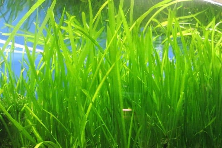 Jungle Vallisneria