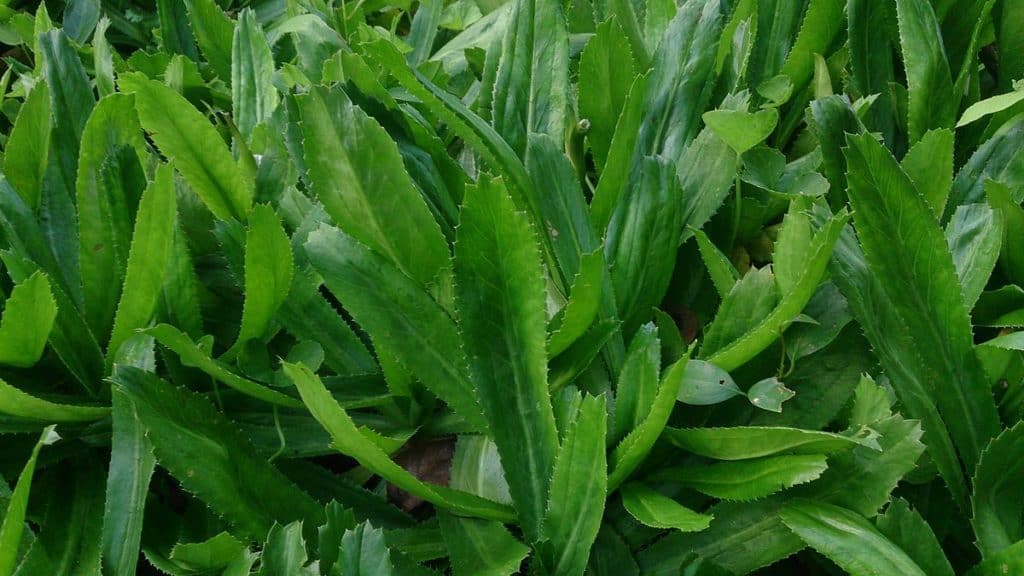 Close up picture of a Shoreweed