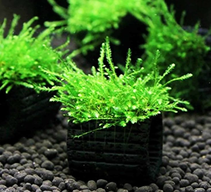 Java Moss