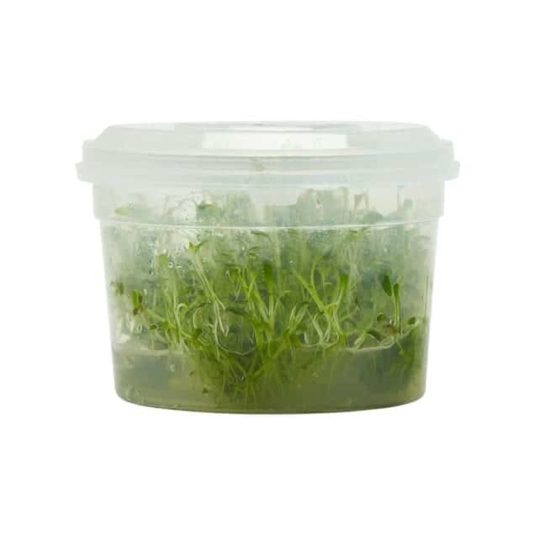 Aquarium Carpet Plants in a container