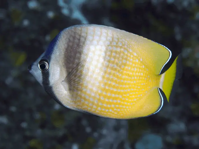 Butterflyfish ni Klien