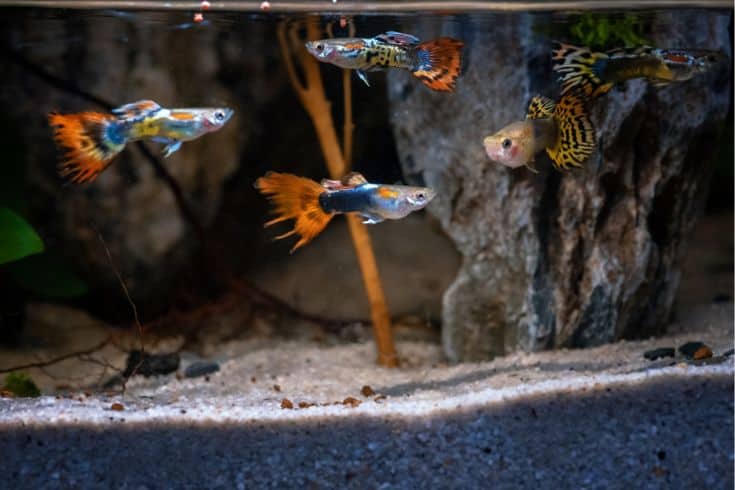 Cute and funny names for your guppies