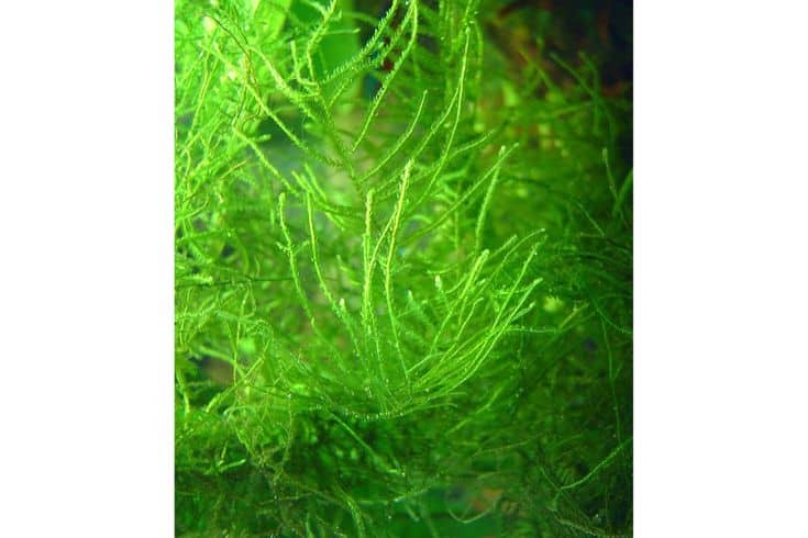 Java Moss