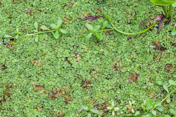 Salvinia Natans