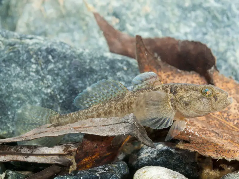 dragon goby