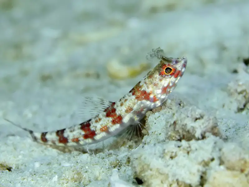 dragon goby