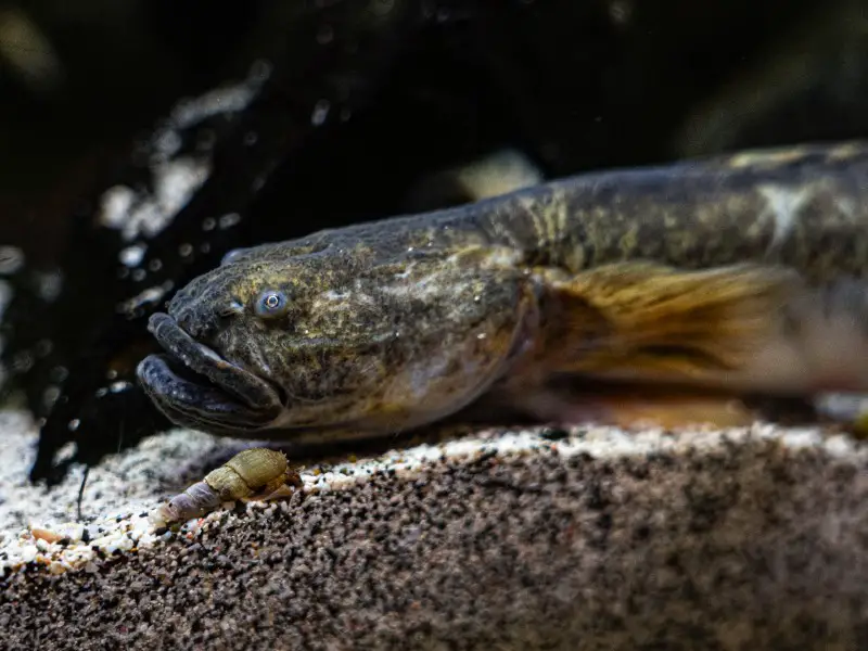 dragon goby