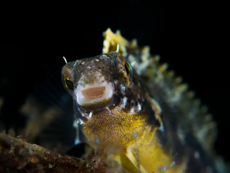 dragon goby