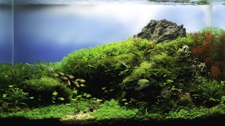 Close-up image of natural landscape fish tank with many types of aquatic plants inside.