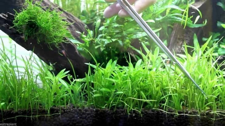 Micro Sword Bunch Lilaeopsis Novaezelandiae Live Aquarium Plants