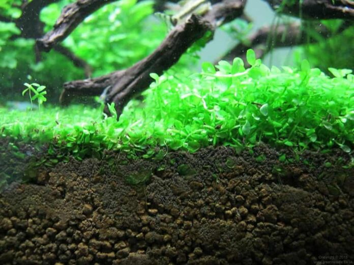 How To Add Stay Vegetation To Your Aquarium  