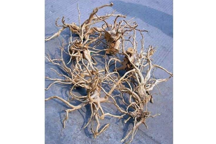 Rhododendron roots