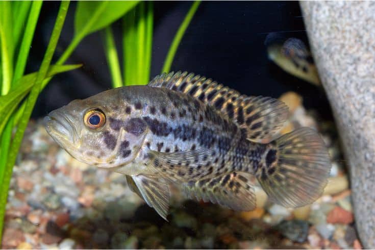 cichlids behind a rock