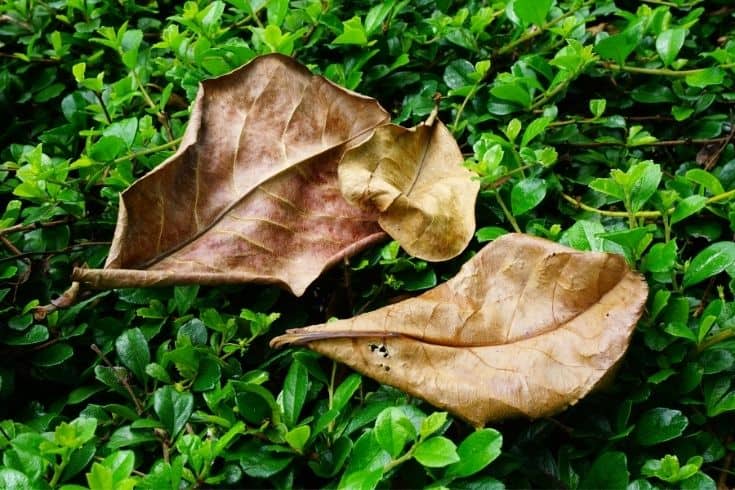 2 dried Indian almond leaves