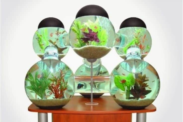 Maze Aquarium