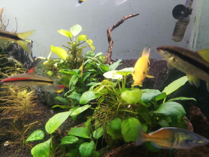 species that eat golden algae in aquariums with anubias plants