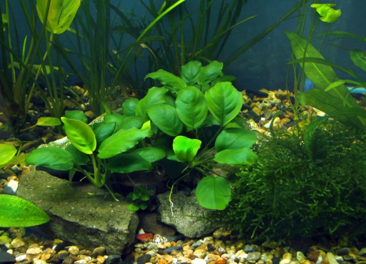 Anubias in the aquarium