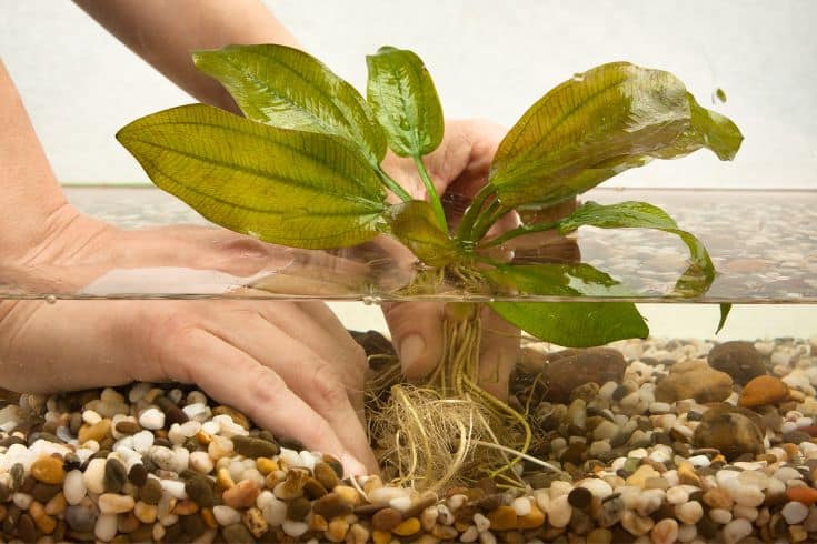 Hands planting in aquarium