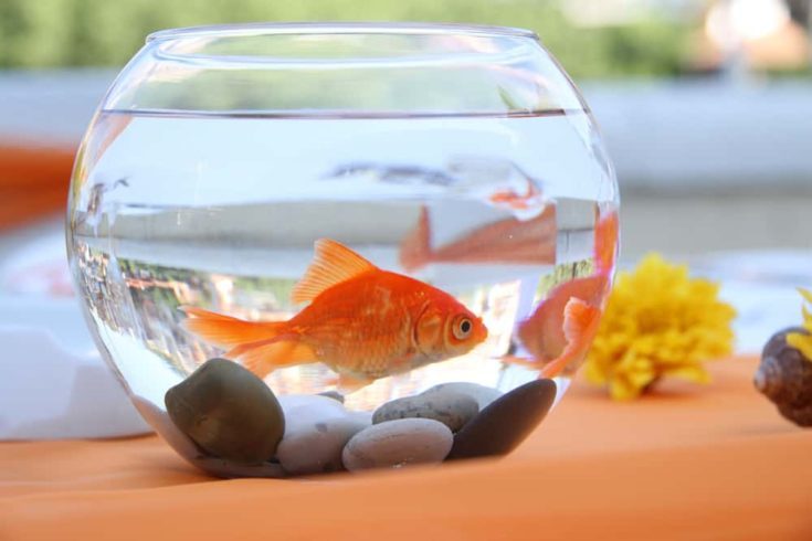 Goldfish in round aquarium.