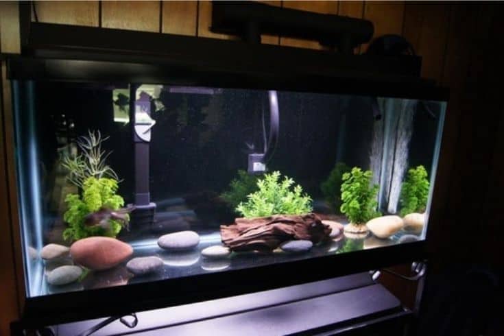 Modern look of an aquarium with rocks, driftwood and artificial plants