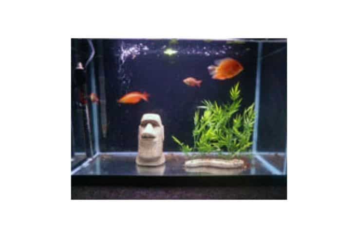 Minimalist fish tank with stone statues and artificial plants