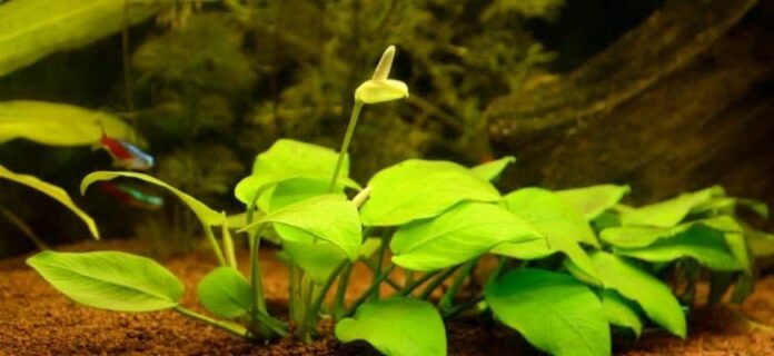 Anubias flower – Information about underwater flowers  

