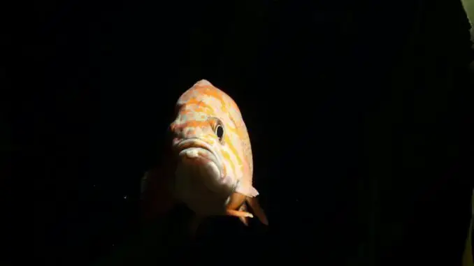 Can fish see in the dark? Explore the thrill of the temperate environment