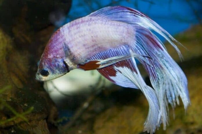 Combien de poissons Betta dans un réservoir de 40 et 50 gallons ?  
