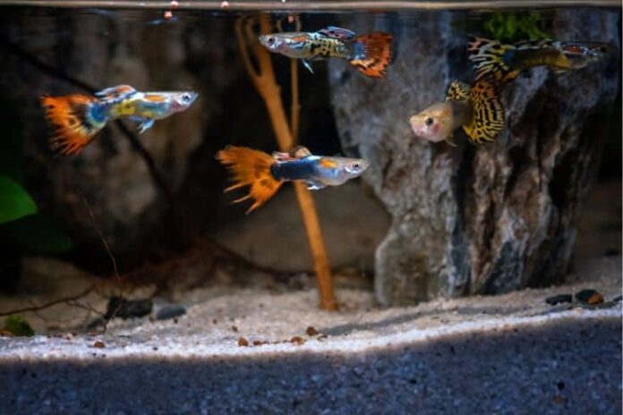 Cute and funny names for your guppies  

