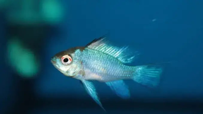 Discover the Power of the Electric Blue Ram in Your Aquarium!