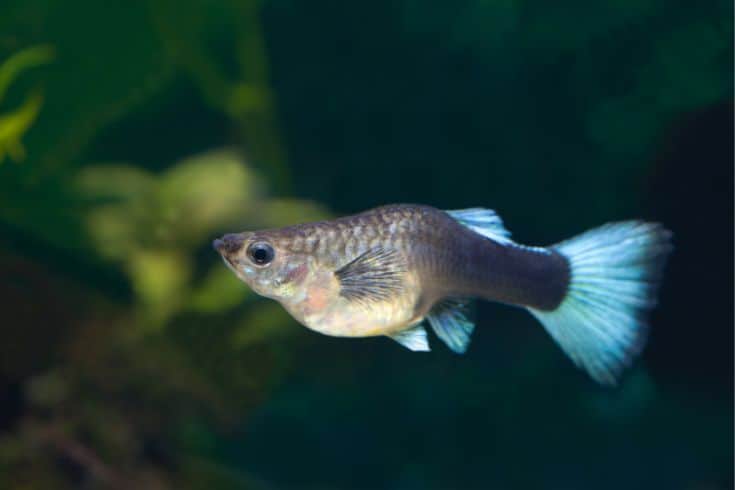 guppies are pregnant or have edema