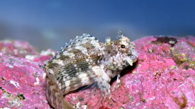 Explore the fascinating world of the Blenny lawn mower!