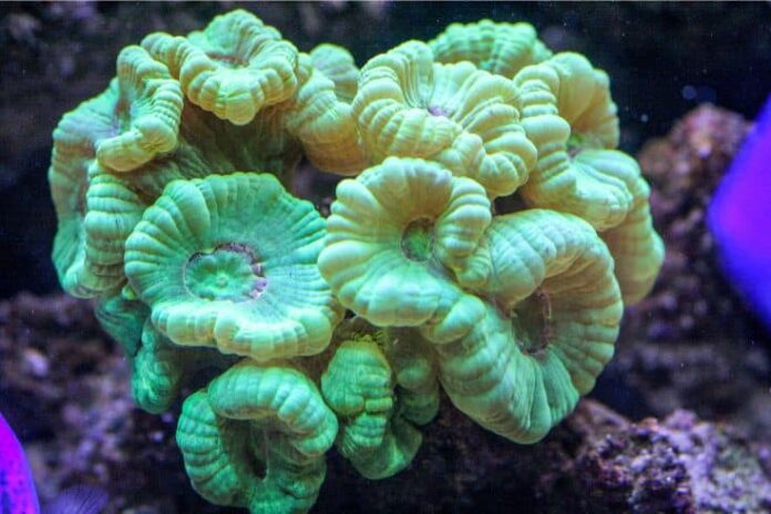 Finest Coral For Nano Reef Tank  