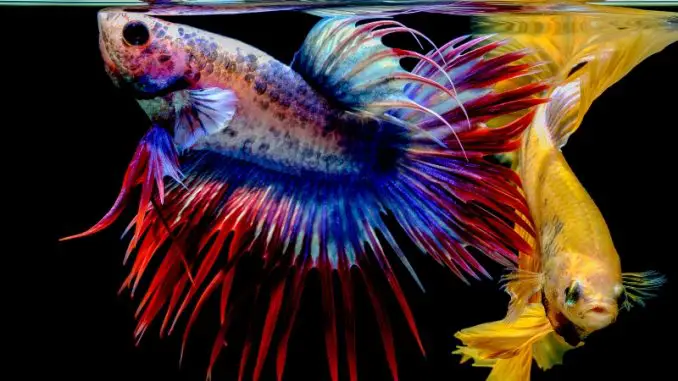 How Many Betta Fish Eat? Ideas for Feeding Your Pet Fish